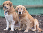 Two Golden Retrievers