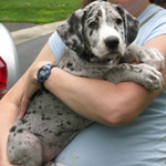 Great Dane puppy