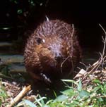 an american beaver