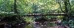 Cabin Branch Trail Bridge