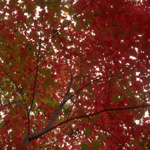 a red maple in fall