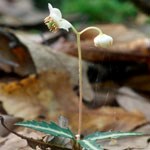 spotted wintergreen plant