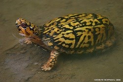 Box turtle, with yellow spots, laying in water