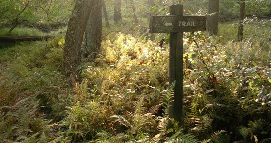 ferns along a trail