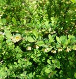 Tightly clustered small round green leaves and white flowers on a branch
