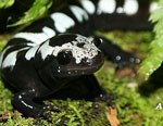 Marbled salamander