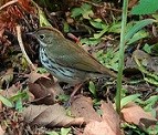 The ovenbird standing on the forest floor
