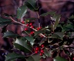 Green American holly leave with red berries