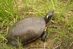 midland painted turtle walking in grass