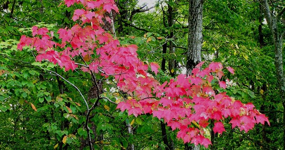 A red maple tree with a few red leaves surrounded by greenery.