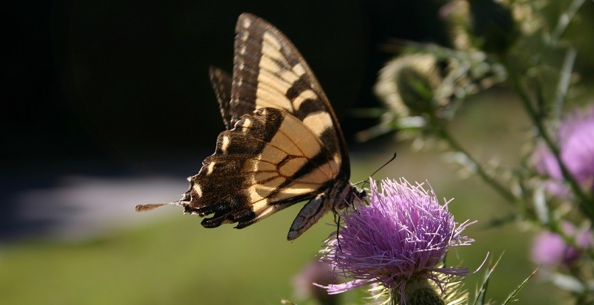 Yellow and black swallowtail butterfly perched on a purple flower on a sunny day