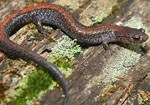 eastern red-backed salamander