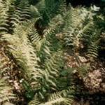 hay scented fern
