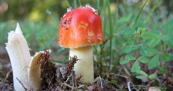 Mushroom with a red cap on the forest floor