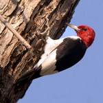 Red headed woodpecker with a black and white body clings to the side of a tree trunk