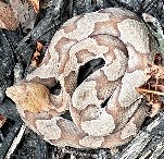 Coiled brown patterned copperhead snake