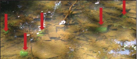 freshwater sponges in quantico creek