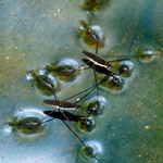 Water insects skating on the surface of a pool
