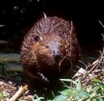 Brown haired beaver perched on its hind legs in a shaded grassy area