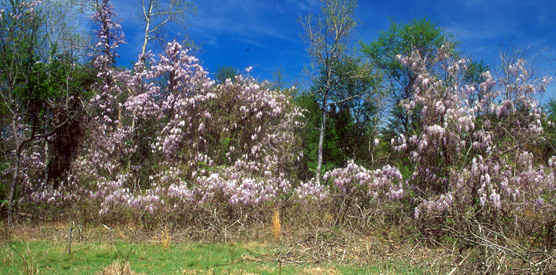 Wysteria