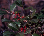 PRWI-A-02-holly-8570-P 3