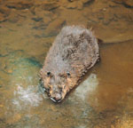 an american beaver