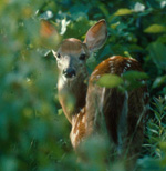 a white tail deer