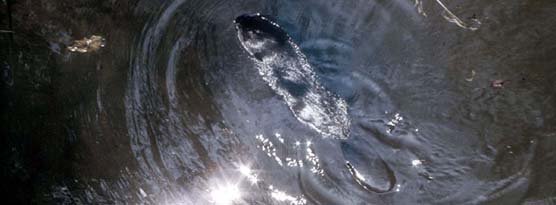 an american beaver in water