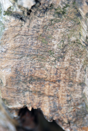 rings on petrified wood tree