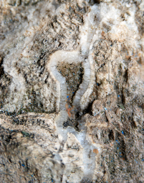 the fossilized tap root of petrified wood tree