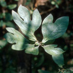 sassafras