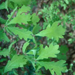 white oak leaves