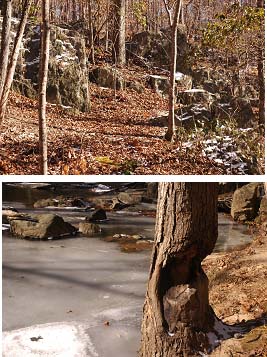 (Above) Rock Outcropping
(Below) Beaver activity along South Fork Quantico Creek