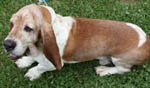 Basset150