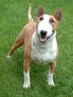 Bull_Terrier_1