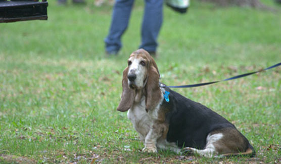 Basset Hound