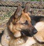 German Shepherd
