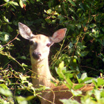 deer