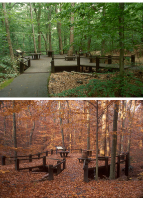 Pine Grove Forest Sitting Area