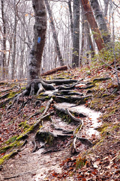 Blue Blazes of North Valley Trail