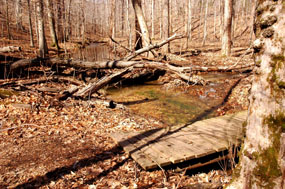 Beaver activity