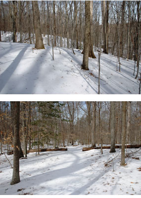 Winter landscape of Turkey Run Ridge Trail