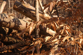 Downed logs in Winter