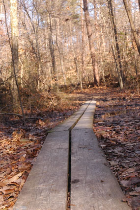 Low lying area of Mary Bird Branch Trail with board walk.
