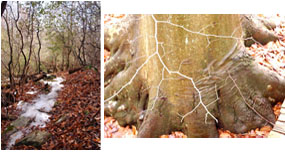 (Left) Mountain Laurel on edges of trail(Right) Base of Birch Tree
