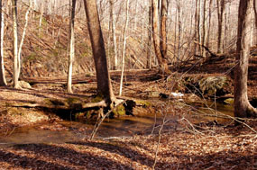 Tributary of South Fork Quantico Creek