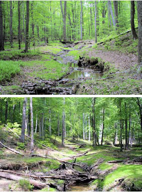 (Above) Mary Bird Branch Creek with footbridge in background. (Below) Beaver activity along Mary Bird Branch Creek