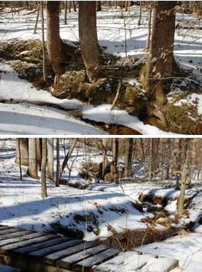 (Above) Tree-lined creek on Farms to Forest Trail. (Below) Footbridge over creek mentioned above