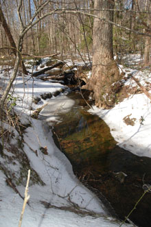 Small tributary of Quantico Creek