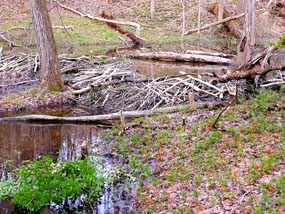 Beaver Dam